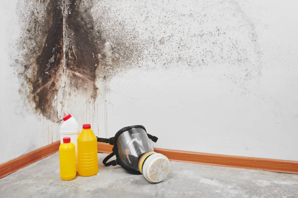Best HVAC Mold Remediation in Quantico Base, VA
