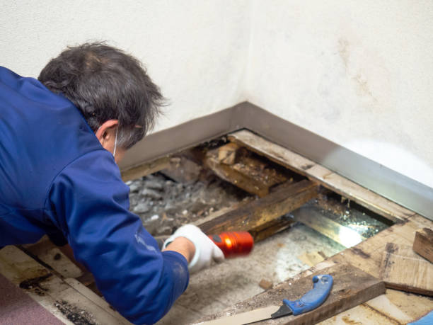 Best Attic Mold Remediation in Quantico Base, VA