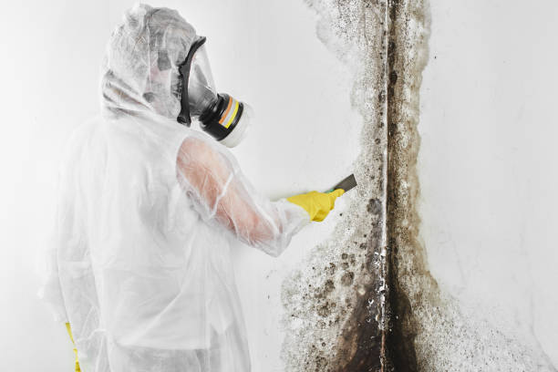 Best Kitchen Mold Remediation in Quantico Base, VA