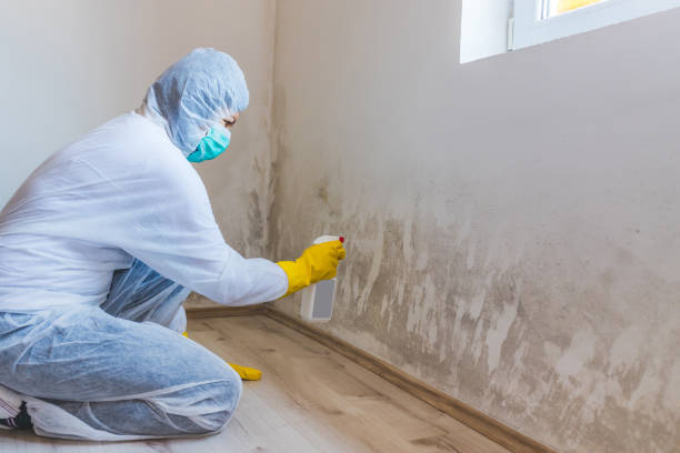 Best Black Mold Remediation in Quantico Base, VA