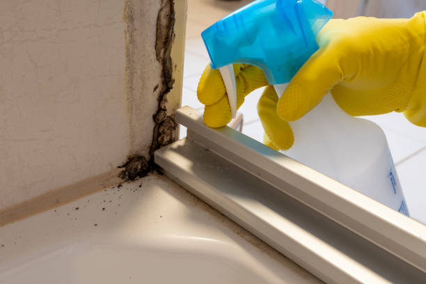 Best White Mold Remediation in Quantico Base, VA