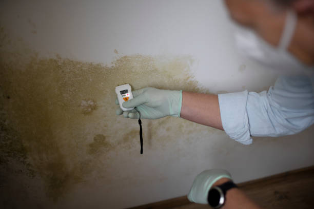 Best Emergency Mold Remediation in Quantico Base, VA
