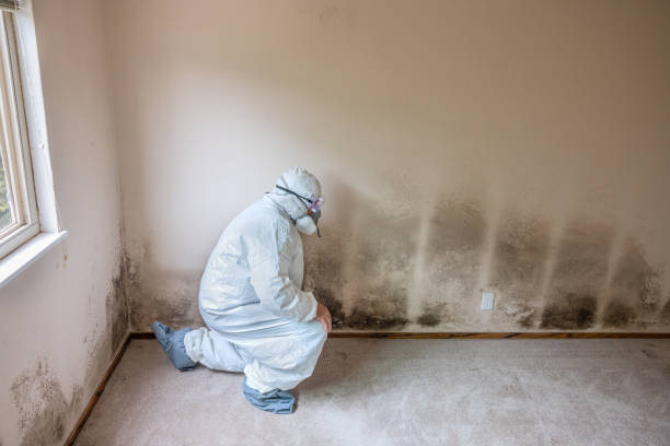Trusted Quantico Base, VA Mold Remediation Experts
