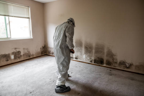 Best Post-Remediation Services in Quantico Base, VA