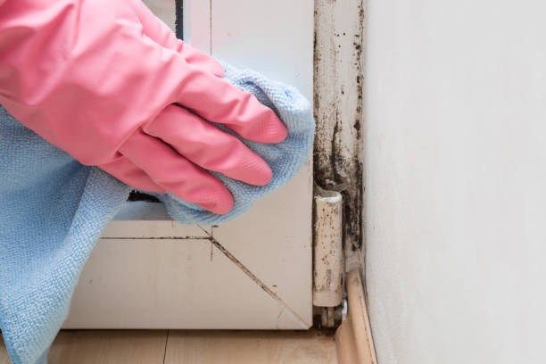 Best Residential Mold Remediation in Quantico Base, VA