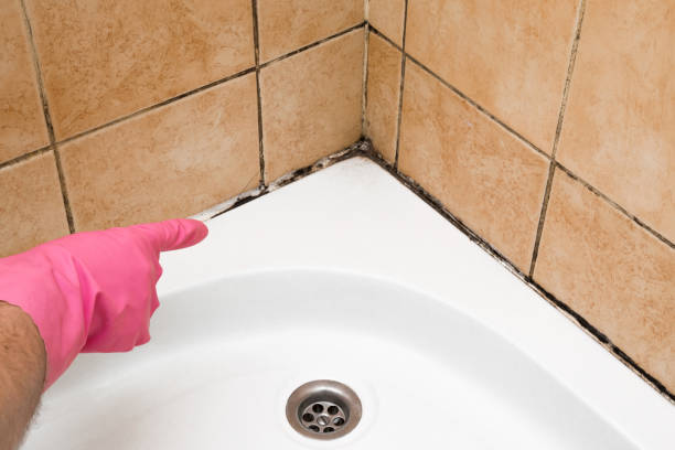 Best Post-Flood Mold Remediation in Quantico Base, VA
